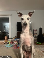 Italian Greyhound Staring at the Camera