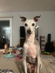 Italian Greyhound Staring at the Camera