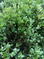 A plant with abundant leaves Stock Photo