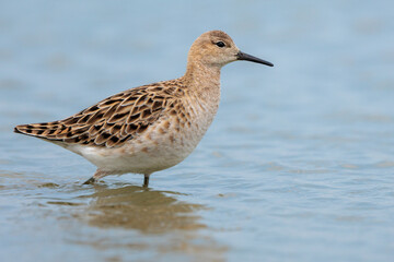 Female ruff foraging in low water in the Netherlands
