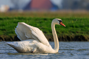 Mute swan swimming gracefully in a typical dutch landscape