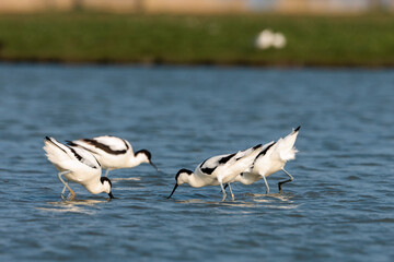 Four black capped avocet birds foraging in low water area in the netherlands
