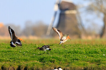 Three black tailed godwit birds chasing each other in dutch landscape