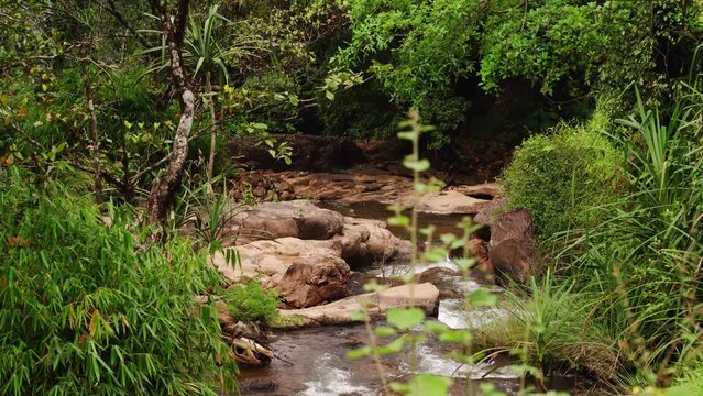 Rainforest Waterfall 