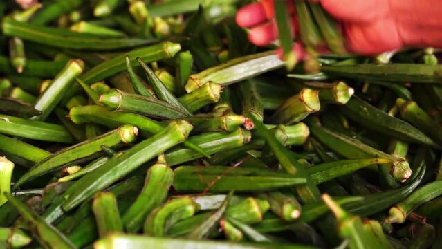 Fresh okra (Abelmoschus esculentus), also known as lady fingers or ochro, for sale in a grocery store
