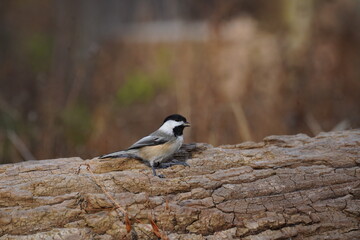 chickadee in woods