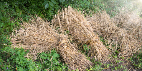 Harvested wheat in sheaves lies on the ground