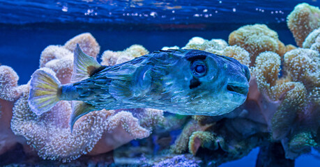 Close-up view of a Long-spine porcupinefish (Diodon holocanthus)