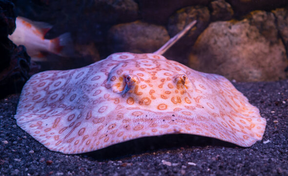 Frontal Close-up view of River stingray &ldquo;ALBINO PEARL&rdquo; (Potamotrygon jabuti)