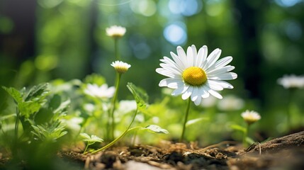 A delicate daisy growing in the wild, surrounded by lush greenery, with soft focus on the background.