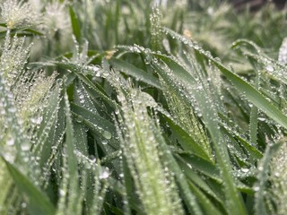 drops of dew on a grass