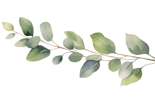 Eucalyptus Green branch with leafs, garland, border, elegant watercolor isolated.