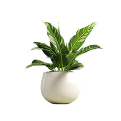 House Plants in White Pots on Transparent Background: Bohemian Style Tropical Plant in Ceramic Pot. Plain Isolated on a white Background.