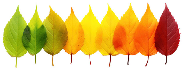 Colorful Autumn Leaf Rainbow Gradient Transition: From Green to Yellow and Red Leaves in a Row. Leaf Life Cycle Concept, Fall Foliage Isolated on White Background - obrazy, fototapety, plakaty