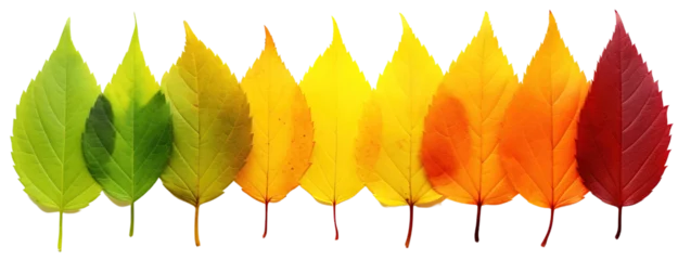 Foto op Plexiglas Colorful Autumn Leaf Rainbow Gradient Transition: From Green to Yellow and Red Leaves in a Row. Leaf Life Cycle Concept, Fall Foliage Isolated on White Background © RBGallery