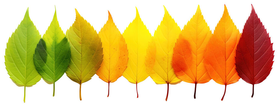 Colorful Autumn Leaf Rainbow Gradient Transition: From Green to Yellow and Red Leaves in a Row. Leaf Life Cycle Concept, Fall Foliage Isolated on White Background