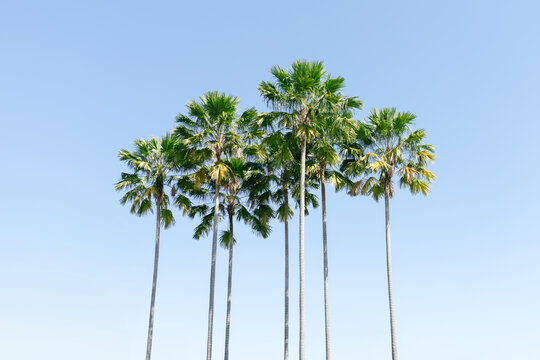 Tall palm trees against the background of a blue sky.