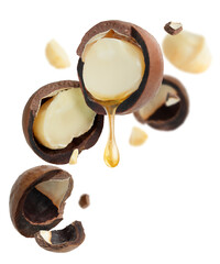 Macadamia oil dripping from the nut on white background. 