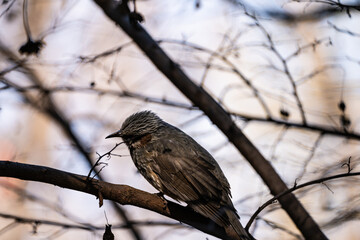 A brown-eared bulbul sits on a tree branch.