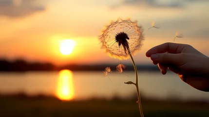 Foto op Plexiglas A hand holding a dandelion with its seeds ready to be blown away, captured against a sunset backdrop. © Balqees