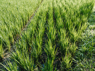 Rice field green grass. Suitable for background.