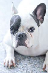 French bulldog , dog or frenchie