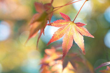 京都 秋の日差しを浴びて輝く平等院の美しい紅葉