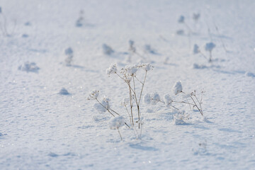 Dry grass under the cover of fluffy snow close-up. - 683418566