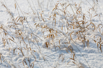 Dry grass under the cover of fluffy snow close-up. - 683419711