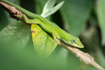 A green anole relaxes on a Madagascan butterfly bush branch at Mead Botanical Garden in Winter...