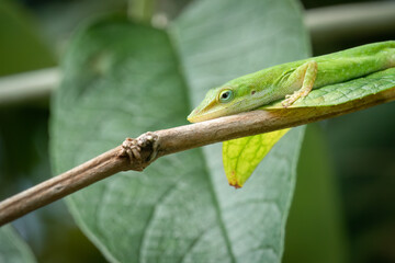A green anole relaxes on a Madagascan butterfly bush branch at Mead Botanical Garden in Winter...