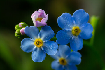 Small blue petals of forget-me-not flowers. Close-up