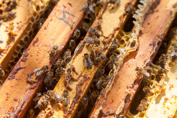 Open hive showing the bees swarming on a honeycomb..