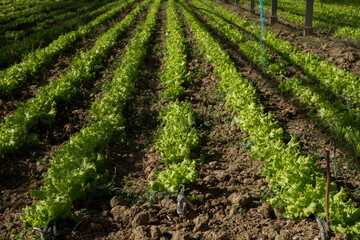 Fototapeta na wymiar Lettuce growing in rows in a greenhouse