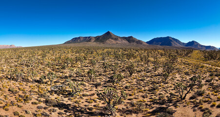 Joshua Trees in the Arizona Desert - aerial view aerial drone photography