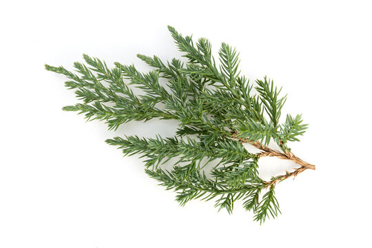 Juniperus squamata or Himalayan juniper twig isolated on white background
