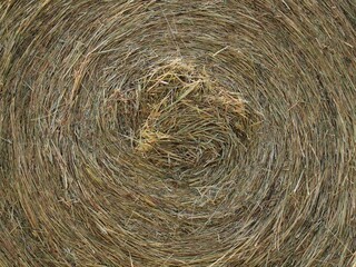 Cylindrical bale of hay, close up