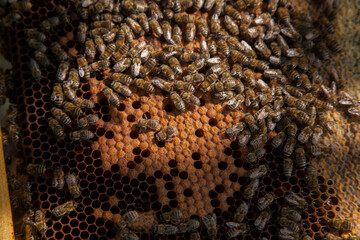 Working bees in a hive on honeycomb. Bees inside hive with sealed and open cells for their young..