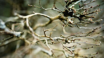 Dry Branches and Fractal Patterns in Forest During Autumn Fall Season in shallow depth of field,...