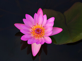 Close-up of lotus flowers