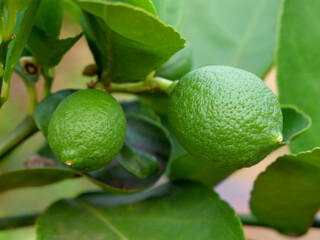 Close-up photo of lemon