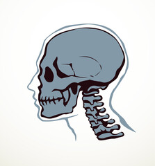 Vector drawing. Skull and neck bones