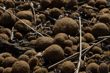 There are a lot of Neptune balls on the beach by the sea