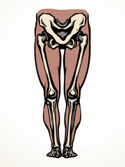 Vector drawing. Bones of the leg