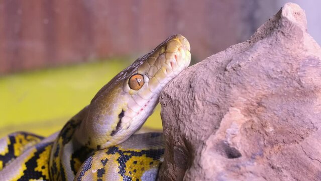 A snake boa sticks out its tongue. Python head in detail close-up.