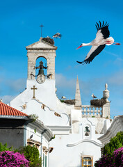 White storks on a local church in a town of Faro in Portugal