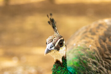 Portrait of a beautiful female peacock in the farm yard, brown background.