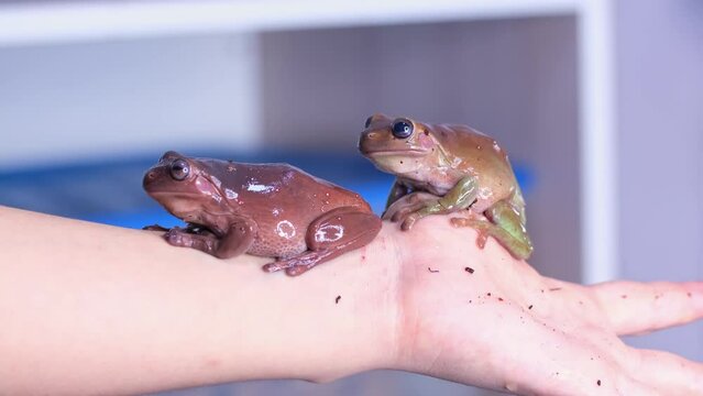 Two Australian tree frogs sit on a man's hand. The frog jumps and bites the other one, driving it away.