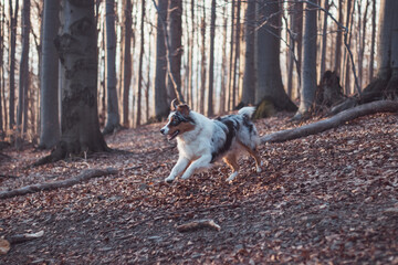 Naklejka na ściany i meble Portrait of Australian Shepherd puppy running in the forest with smiling and sticking out tongue in Beskydy mountains, Czech Republic. Joy of movement