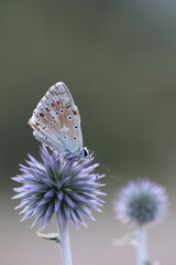 Polyommatus dorylas butterfly on a globe thistle